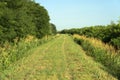 Summer landscape along the cycle path of the Po river, italy