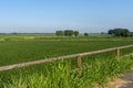 Summer landscape along the cycle path of the Po river, italy