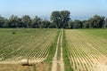 Summer landscape along the cycle path of the Po river, italy