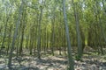 Summer landscape along the cycle path of the Po river, italy Royalty Free Stock Photo