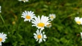 Summer landscape with alpine daisies Royalty Free Stock Photo