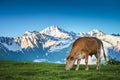 Summer landscape in the Alps with cow grazing Royalty Free Stock Photo