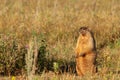 Summer landscape with animal marmot, a heavily built, gregarious, burrowing rodent of both Eurasia and North America, typically Royalty Free Stock Photo