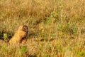 Summer landscape with animal marmot, a heavily built, gregarious, burrowing rodent of both Eurasia and North America, typically Royalty Free Stock Photo