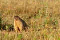 Summer landscape with animal marmot, a heavily built, gregarious, burrowing rodent of both Eurasia and North America, typically Royalty Free Stock Photo