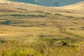 Summer landscape with animal marmot, a heavily built, gregarious, burrowing rodent of both Eurasia and North America, typically