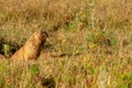 Summer landscape with animal marmot, a heavily built, gregarious, burrowing rodent of both Eurasia and North America, typically Royalty Free Stock Photo