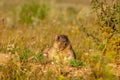 Summer landscape with animal marmot, a heavily built, gregarious, burrowing rodent of both Eurasia and North America, typically Royalty Free Stock Photo