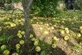 Apple tree in the garden with fallen apples on the ground beneath it.