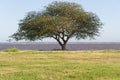 loney tree in Summer landscape beach river and vegetation in the city of federation, province of entre rios, argentina