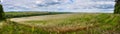 Summer landscape banner, panorama - blooming buckwheat field under the sky Royalty Free Stock Photo