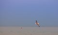 Summer landscape, a beautiful blue sea with a clear sky and a flying seagull Royalty Free Stock Photo