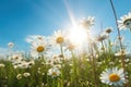 Summer landscape of beautiful chamomile flower in meadow on blue sky background. Generative ai Royalty Free Stock Photo