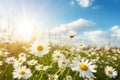 Summer landscape of beautiful chamomile flower in meadow on blue sky background. Generative ai Royalty Free Stock Photo