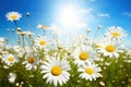 Summer landscape of beautiful chamomile flower in meadow on blue sky background. Generative ai Royalty Free Stock Photo