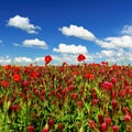 Summer landscape. Beautiful flowering field with poppies and clovers. Colorful nature background with sun and blue sky Royalty Free Stock Photo