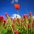 Summer landscape. Beautiful flowering field with poppies and clovers. Colorful nature background with sun and blue sky Royalty Free Stock Photo