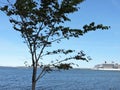 Baltic sea, tree and ship in summer Tallinn