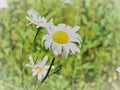 Macro View Of Daisies In Sunny Field