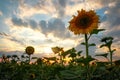 Beauty sunset over sunflowers field Royalty Free Stock Photo