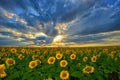 Summer landscape: beauty sunset over sunflowers