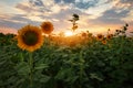 Beauty sunset over sunflowers field Royalty Free Stock Photo