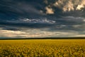 Beauty sunset over yellow flowers rapeseed field, summer landscape, dark cloudy sky and sunlight Royalty Free Stock Photo