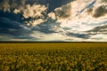 Beauty sunset over yellow flowers rapeseed field, summer landscape, dark cloudy sky and sunlight Royalty Free Stock Photo