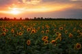 Summer landscape: sunset over sunflowers field Royalty Free Stock Photo