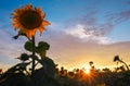 Summer landscape: sunset over sunflowers field Royalty Free Stock Photo