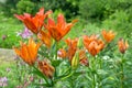 Bed of orange tiger lily blooming in a flowerbed in the garden. Royalty Free Stock Photo