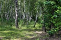 Summer landscape. Birch grove Royalty Free Stock Photo