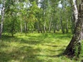 Summer landscape. Birch grove Royalty Free Stock Photo