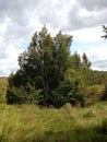 Summer landscape of birch on the slope of the ravine