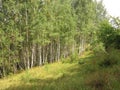 Summer landscape of birch on the slope of the ravine