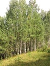Summer landscape of birch on the slope of the ravine