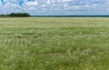 Summer landscape with blooming coriander field Royalty Free Stock Photo