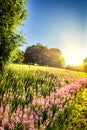 Summer landscape with blooming fireweed flowers