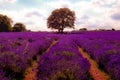 Summer landscape, blooming lavender flower and beautiful countryside nature concept theme with a tree in the middle of an empty