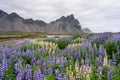 Summer landscape with blooming lupine in Iceland