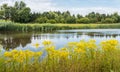 Summer landscape with blooming Tansy Ragwort on the banks of the