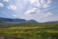 Summer landscape with a blooming yellow flowers of a meadow on the background of wooded mountains. Royalty Free Stock Photo