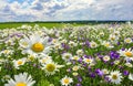 Summer landscape with blossoming meadow and flowers Royalty Free Stock Photo
