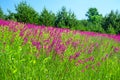 Summer landscape with the a blossoming meadow