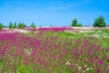 Summer landscape with the a blossoming meadow