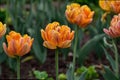 Blossoming orange tulips in a garden
