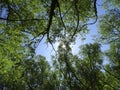 Summer landscape - blue sky with sun shines through the branches