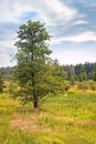 Summer landscape. Bog Royalty Free Stock Photo