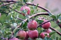 Branch with large, red apples among green leaves in the natural environment. Royalty Free Stock Photo