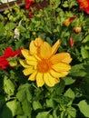 Yellow, red dahlias in green meadow Royalty Free Stock Photo